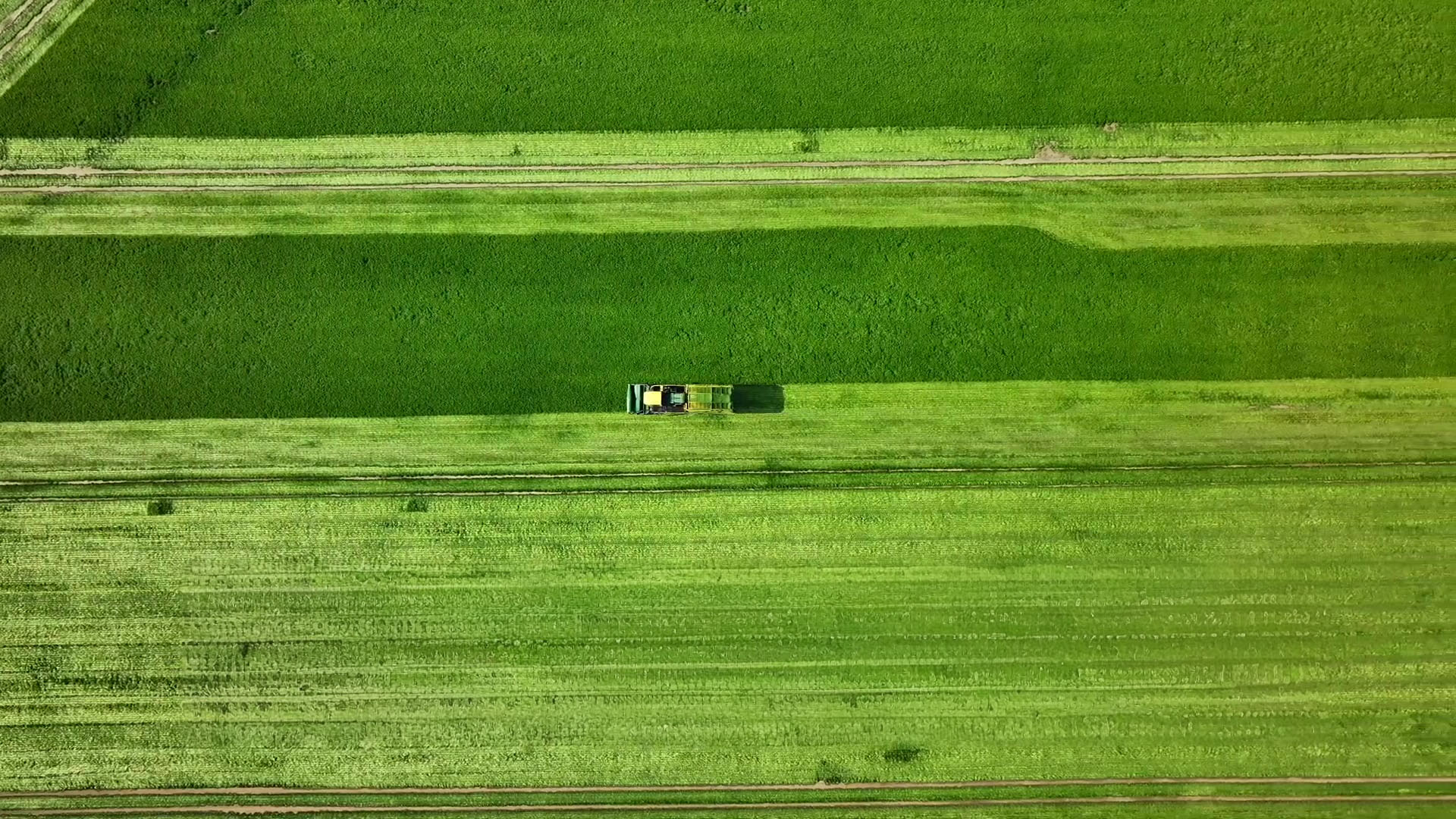 Mechanical harvesting